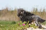 PETIT CHIEN LION 079